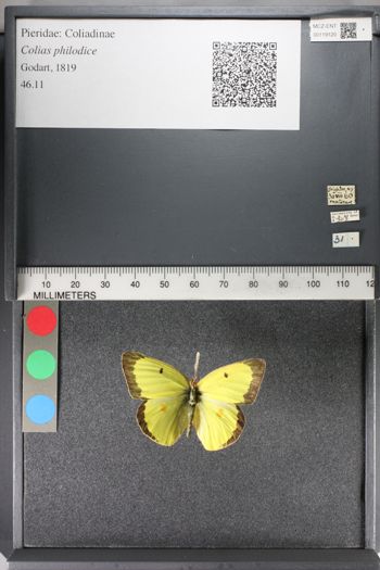 Media type: image;   Entomology 119120